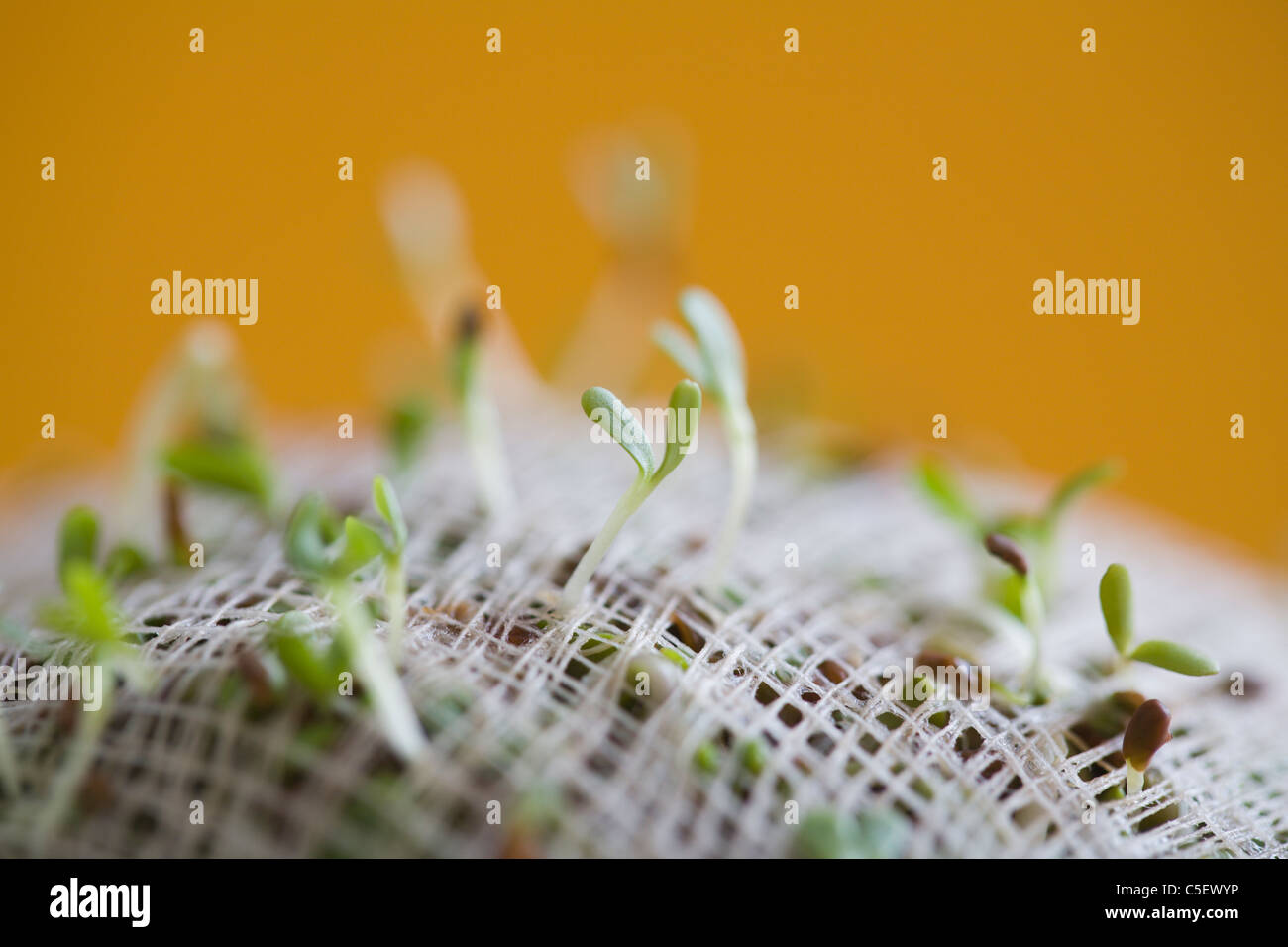 Sprouts growing in container Stock Photo Alamy