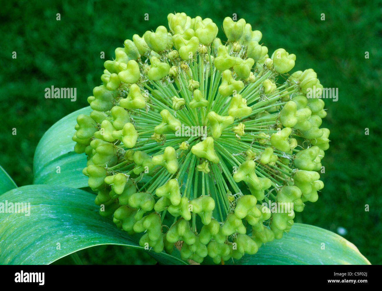 Allium karataviense 'Ivory Queen', seed head alliums heads seeds garden plant plants Stock Photo