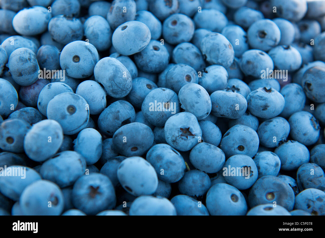 Freshly picked blueberries Stock Photo