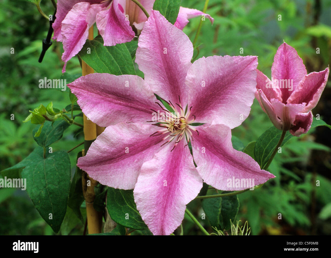 Clematis 'Ooh La La' pink striped stripes garden plant plants climber climbers flower flowers Stock Photo