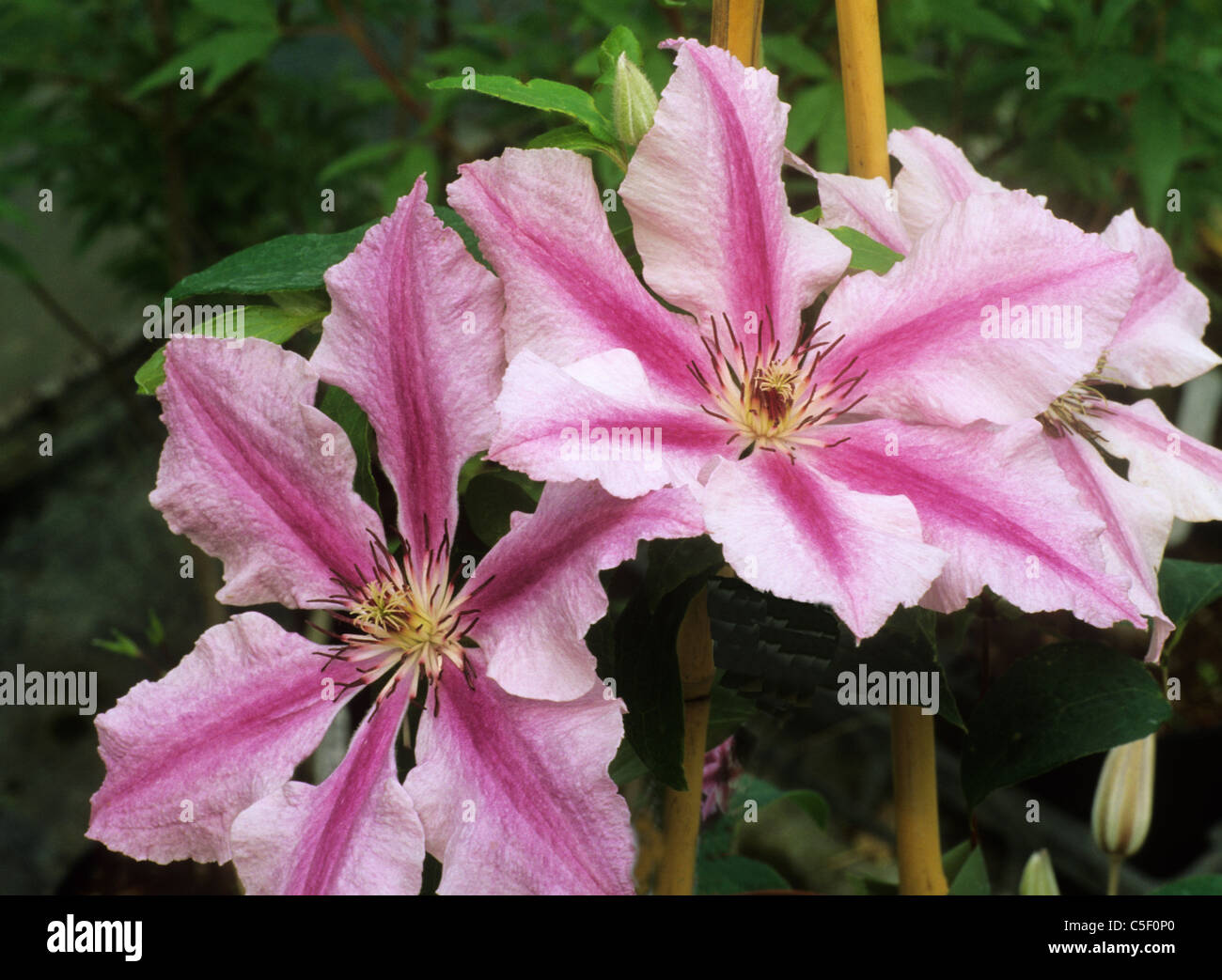 Clematis 'Ooh La La' pink striped stripes garden plant plants climber climbers flower flowers Stock Photo
