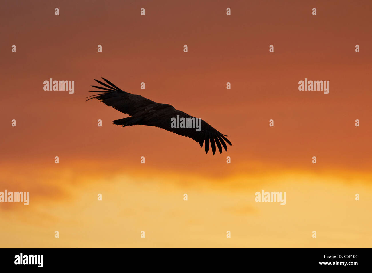 buitre volando,griffon vulture flying sunset buitre leonado al atardecer,contraluz Stock Photo