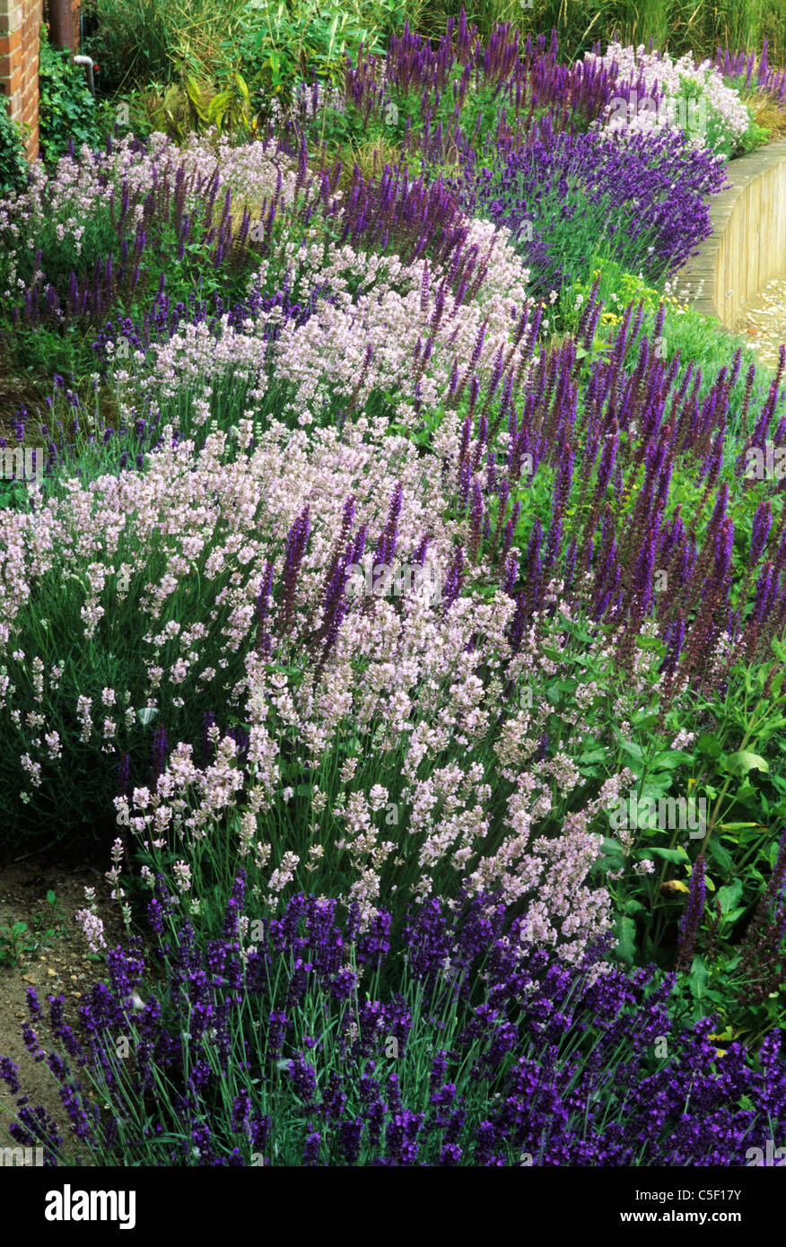 Purple Border, raised bed, Lavender lavandula garden plant plants Stock