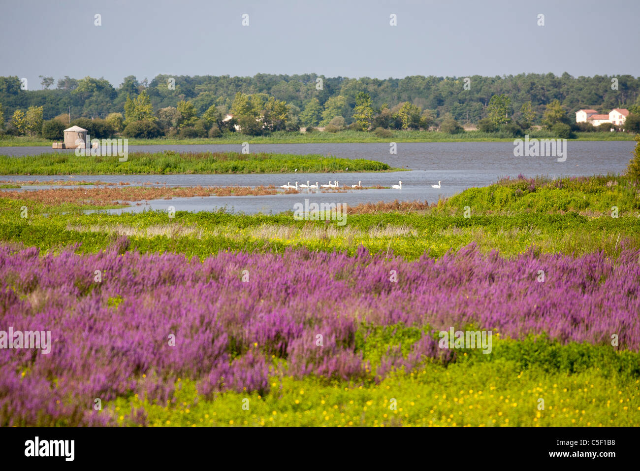 Purple loosestrife, Water primrose and wild Mute Swans in the Orx national nature reserve (France). Bog and marshy ground. Stock Photo