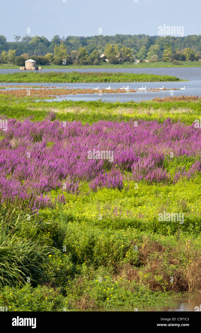Purple loosestrife, Water primrose and wild Mute Swans in the Orx national nature reserve (France). Bog and marshy ground. Stock Photo