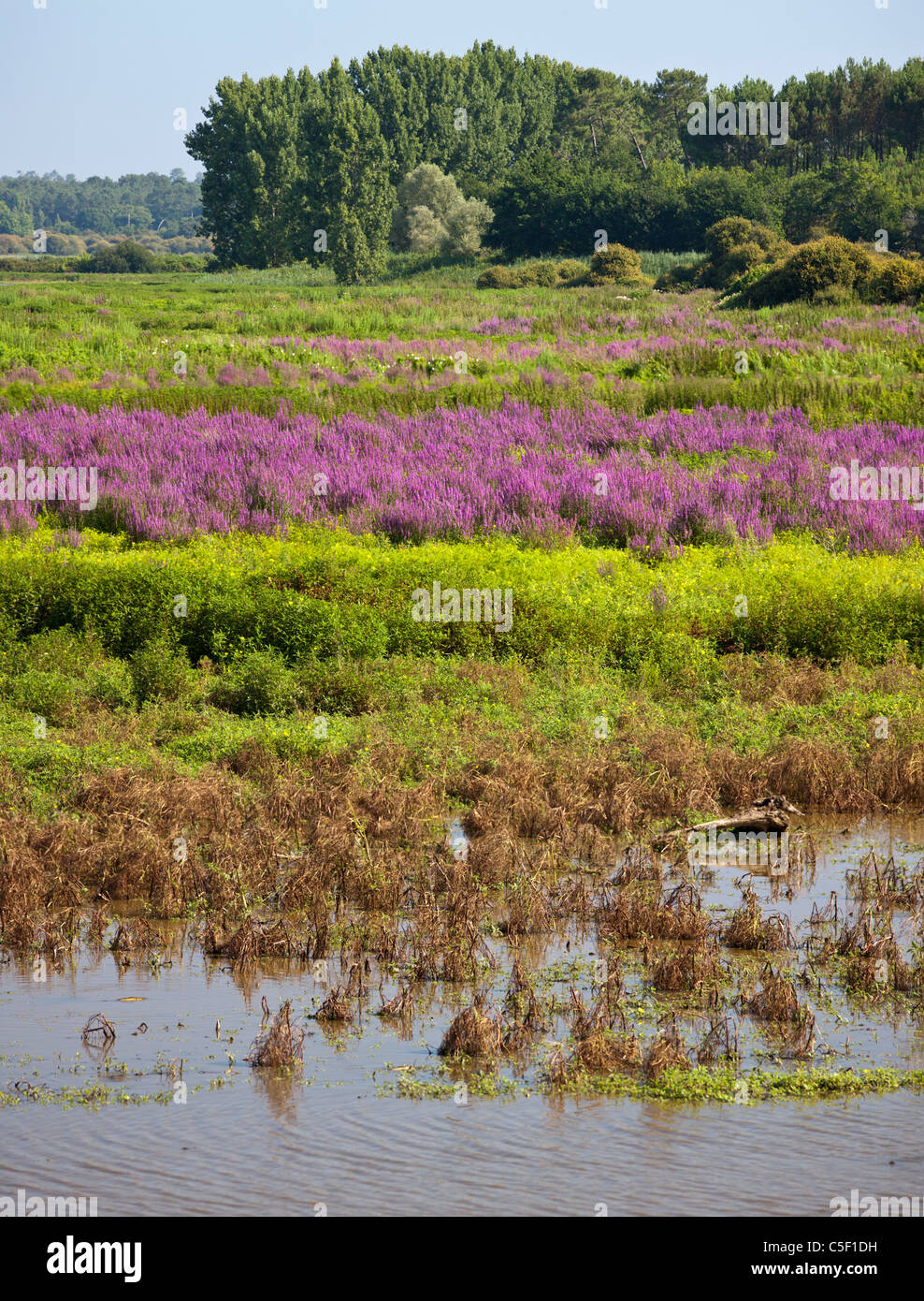 Purple loosestrife and Water primrose in the Orx national nature reserve (France).  Bog and marshy ground. Stock Photo