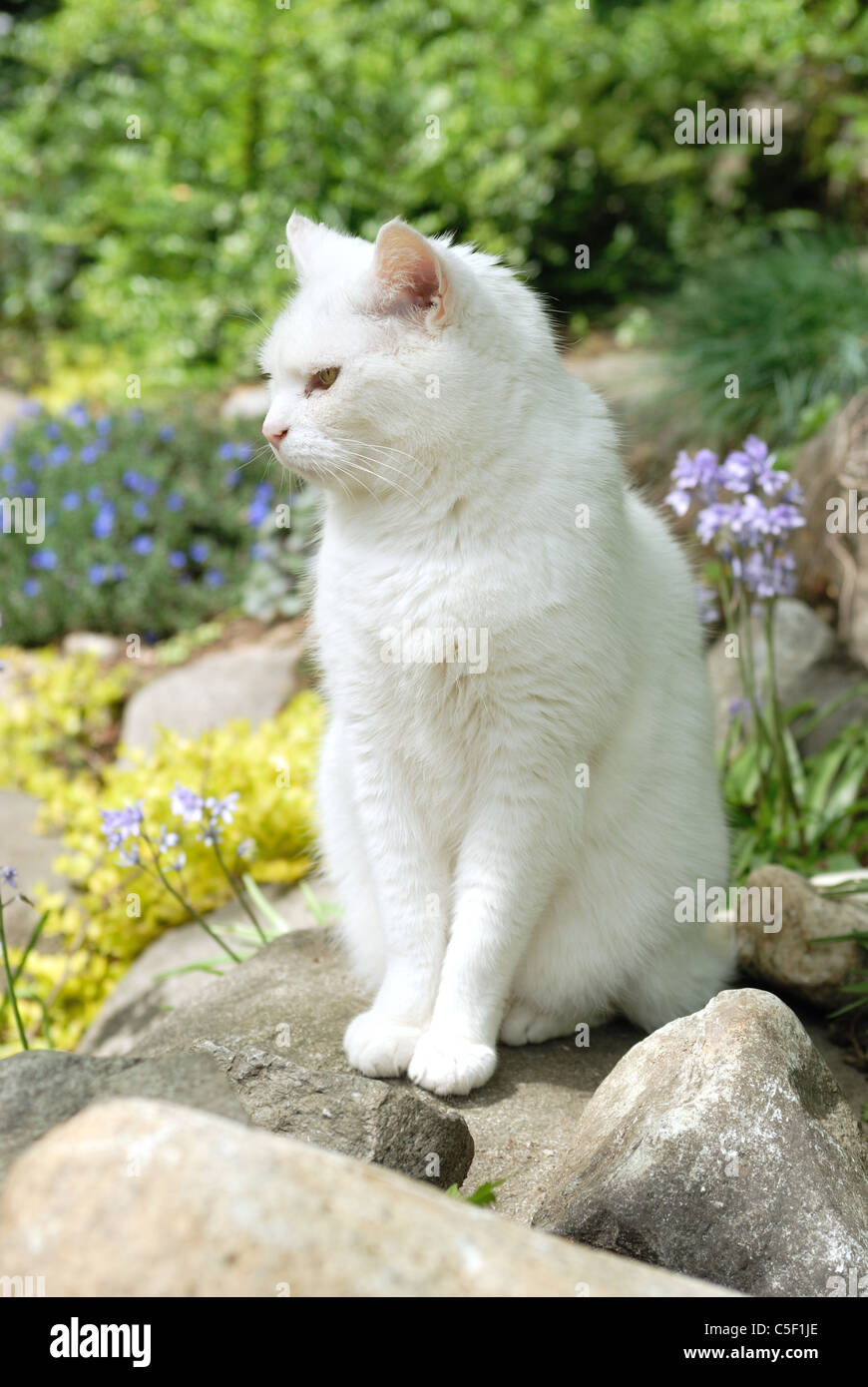 White cat sitting on a rock in the garden. Stock Photo