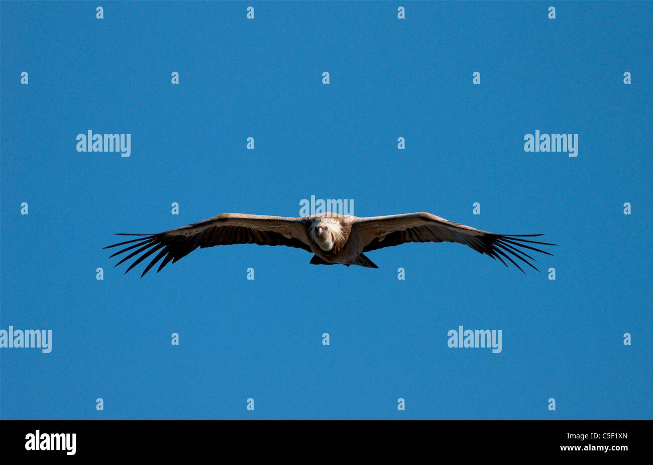 griffon vulture flying,buitre leonado,buitre volando, Stock Photo