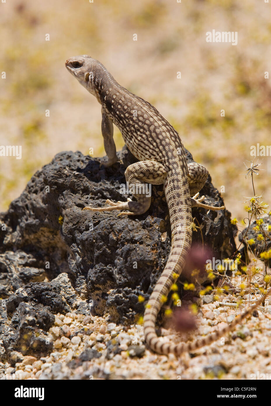 A Mojave Desert Iguana (Dipsosaurus dorsalis) basks in morning sun - Mojave Desert, California USA Stock Photo