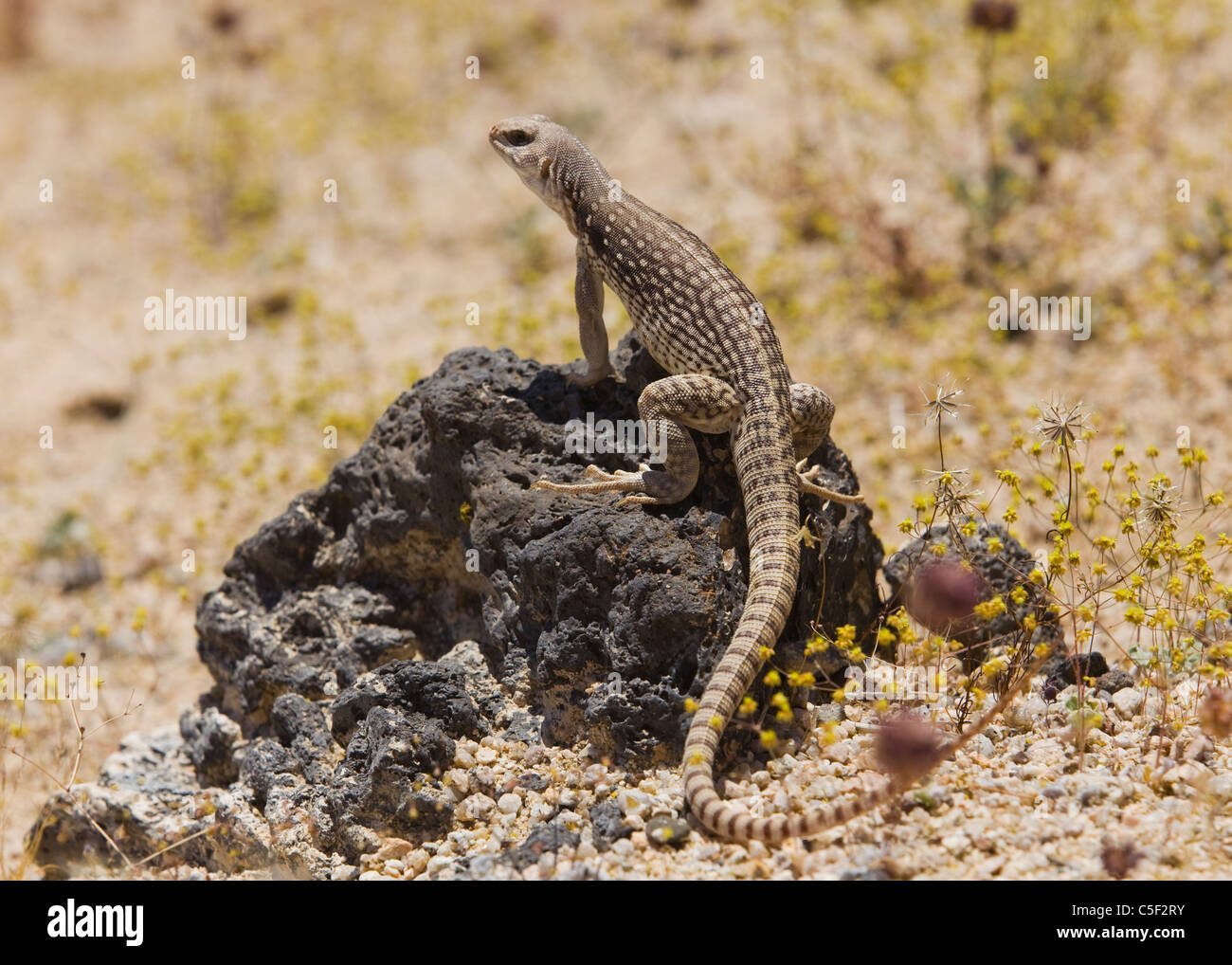 A Mojave Desert Iguana (Dipsosaurus dorsalis) basks in morning sun ...