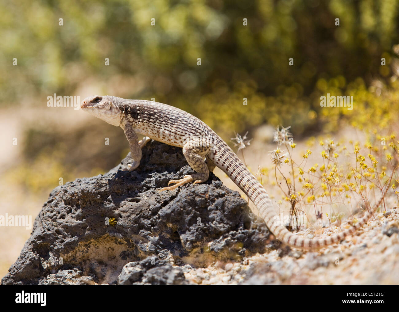 A Mojave Desert Iguana (Dipsosaurus dorsalis) basks in morning sun ...