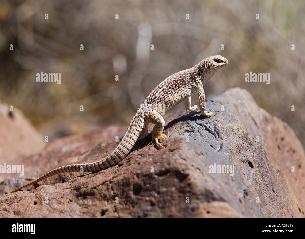 Dipsosaurus hi-res stock photography and images - Alamy