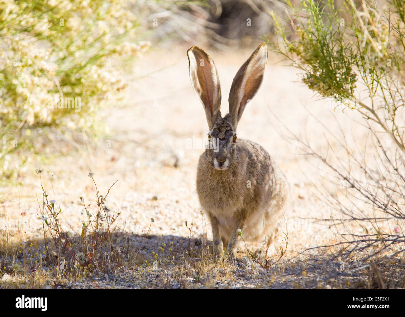 A Black-tailed jackrabbit (Lepus californicus) - Mojave desert, California USA Stock Photo