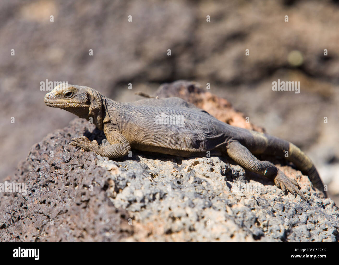 A Mojave Chuckwalla (Sauromalus ater) basking in morning sun - California USA Stock Photo