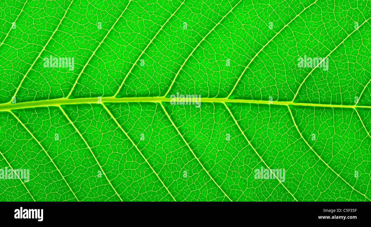 leaf-texture-detail-hi-res-stock-photography-and-images-alamy