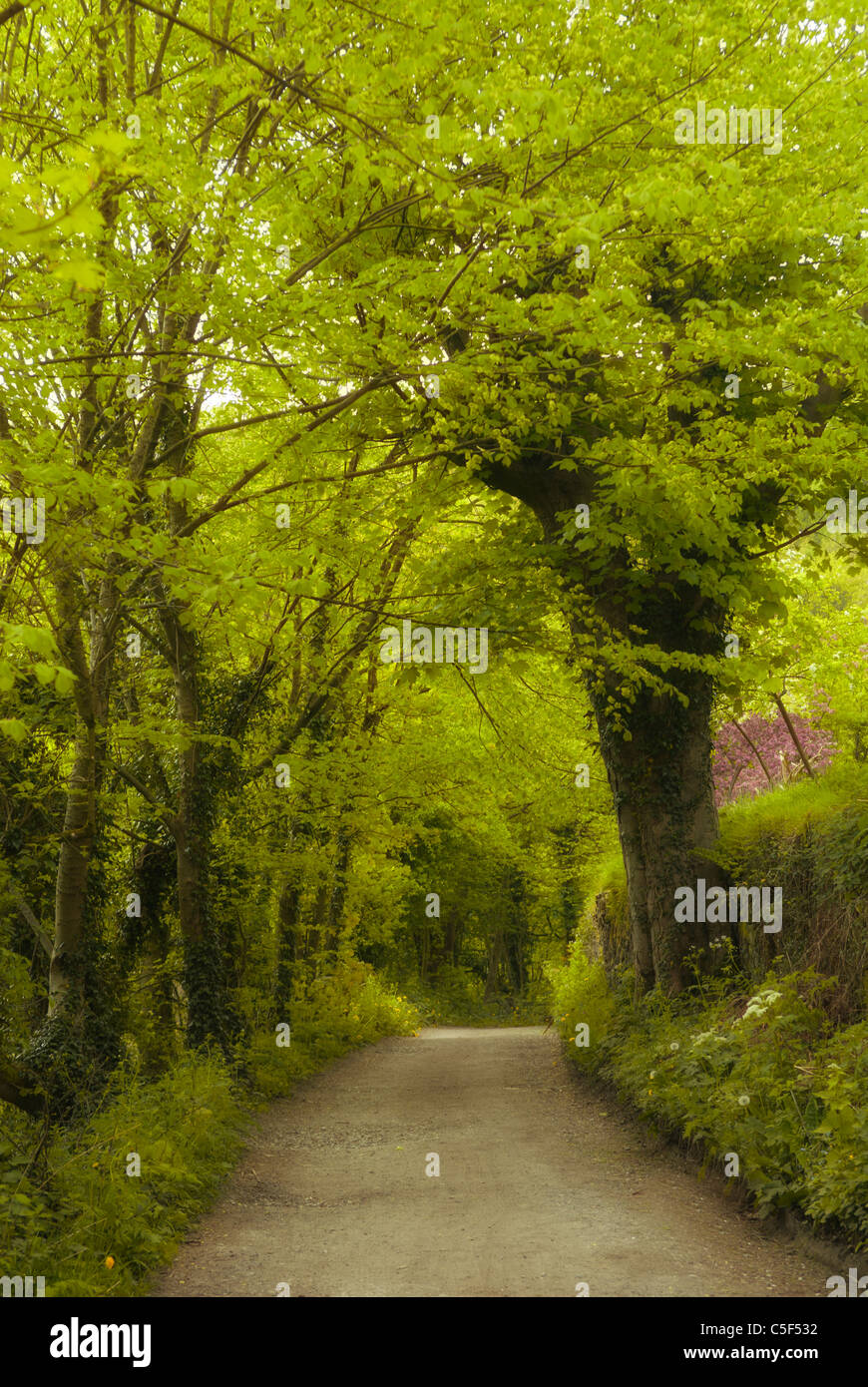 Path in the woods Marple UK Stock Photo