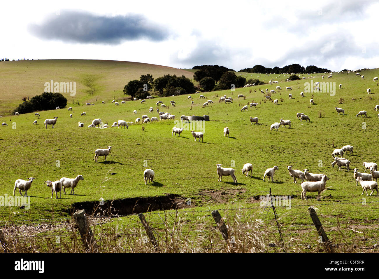 Sheep, North Island, New Zealand Thre are 35 million sheep in New