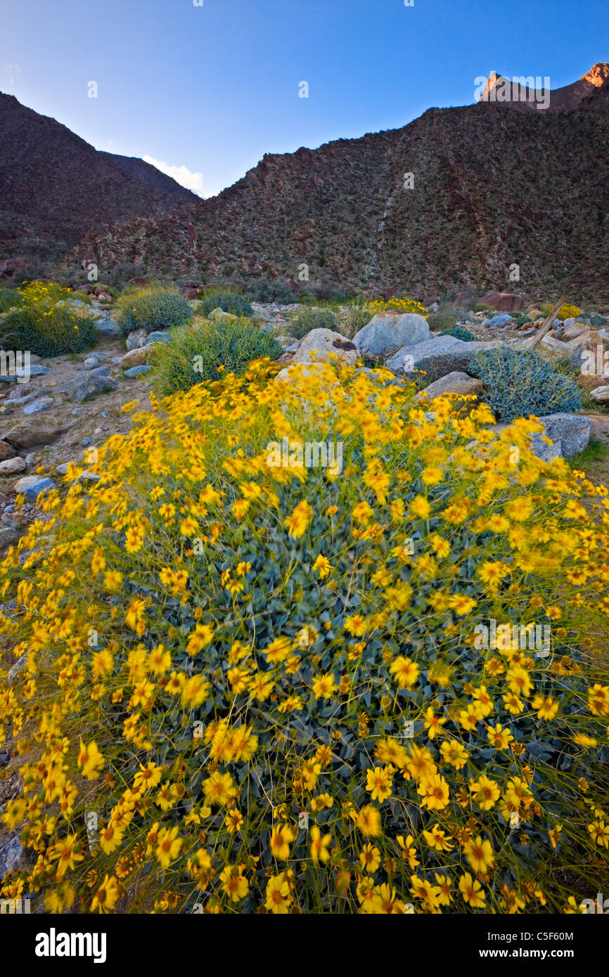 Brittlebush (Encelia farinosa) in AnzaBorrego Desert State Park