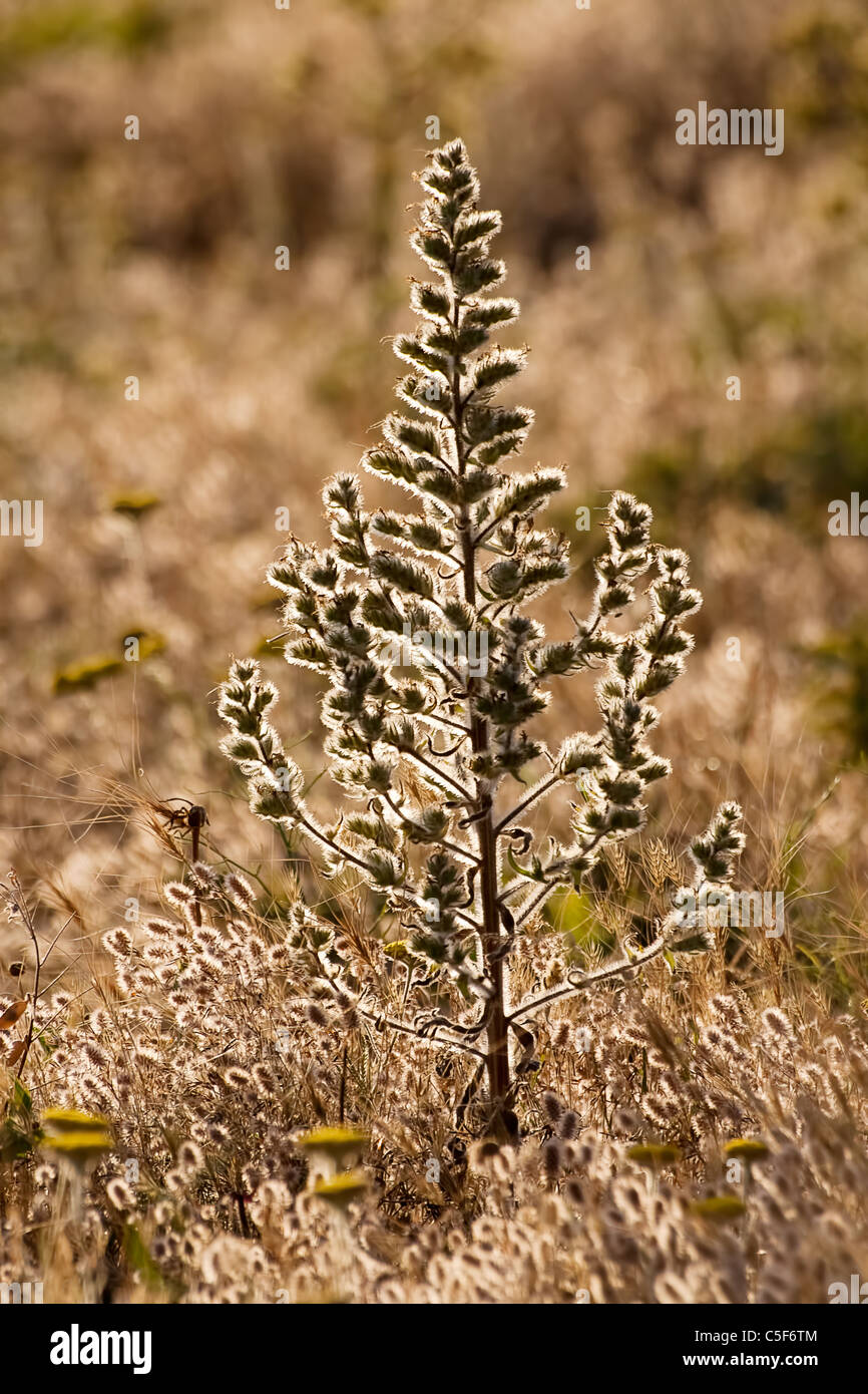 A wild plant looks like cotton begans to dry at the edges of the grain