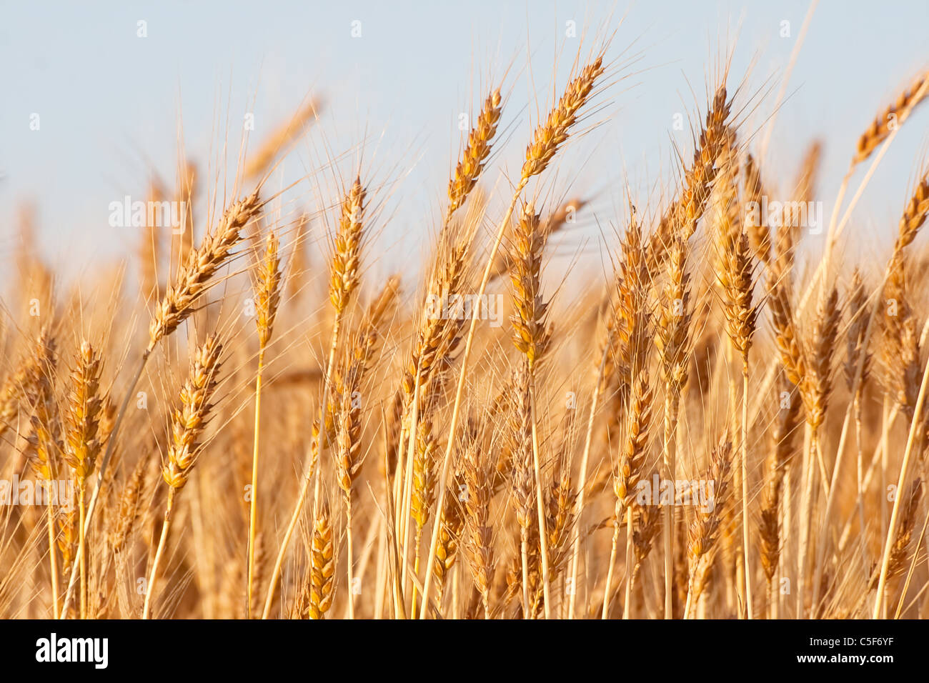 Wheat field ready for harvest Stock Photo - Alamy