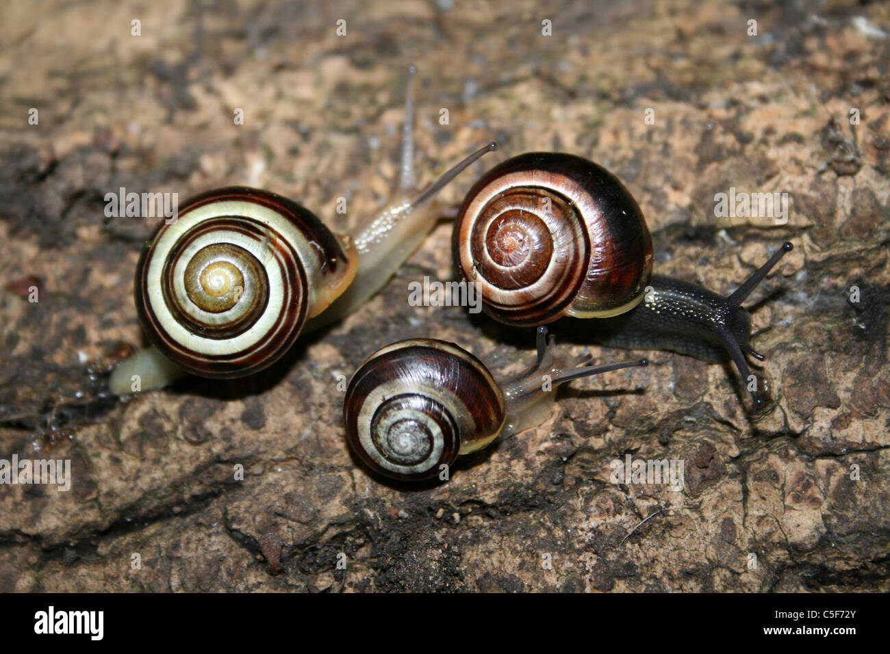 Whitelipped Banded Snails Cepaea hortensis Taken in Lincolnshire, UK