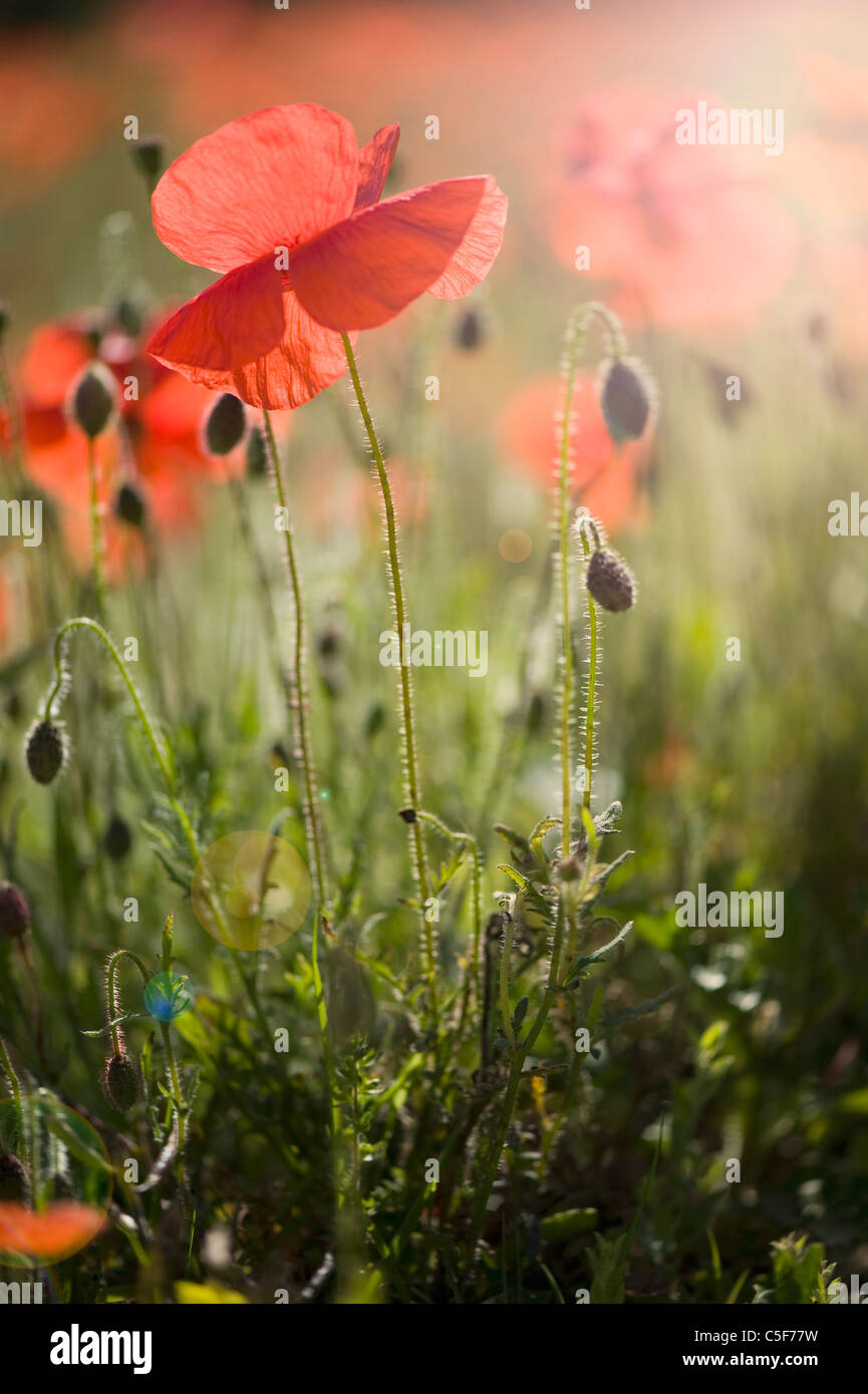 Papaver rhoeas (common names incl (common names include corn poppy, corn rose, field poppy, Flanders poppy, red poppy, red weed. Stock Photo