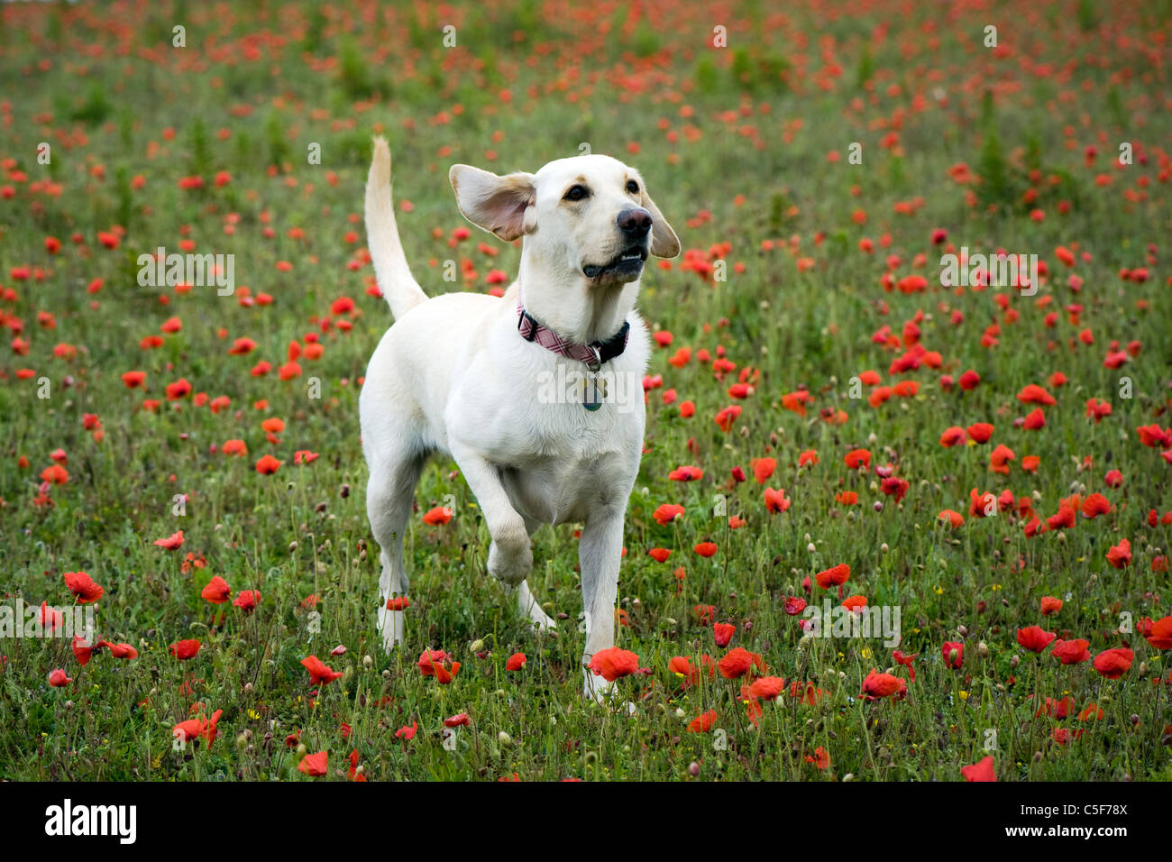 Working Labrador retriever in a field of poppies Stock Photo - Alamy