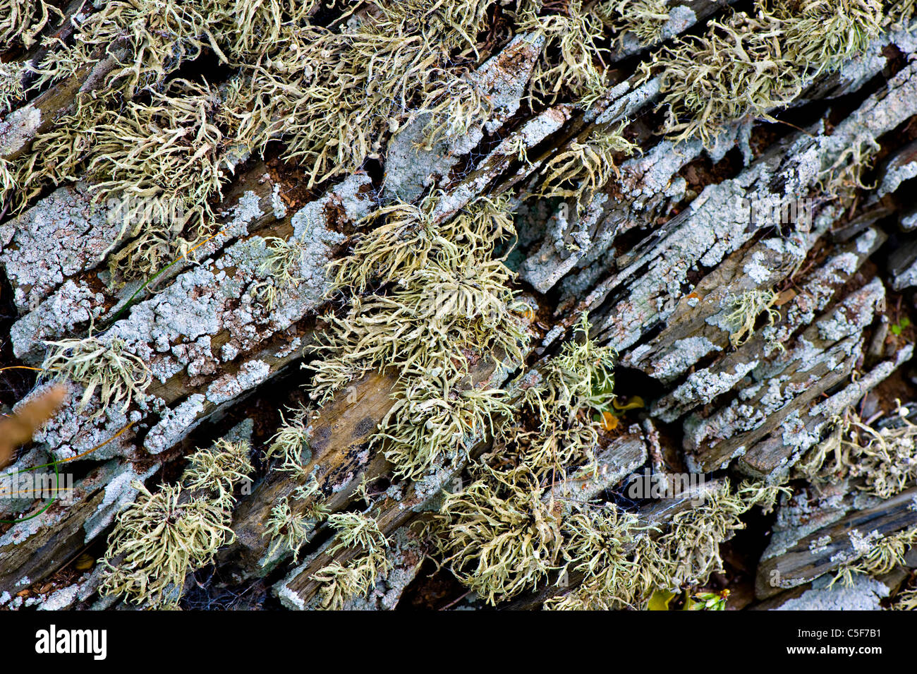 Close-up of Methuselah's Beard lichen a scree stone wall Stock Photo