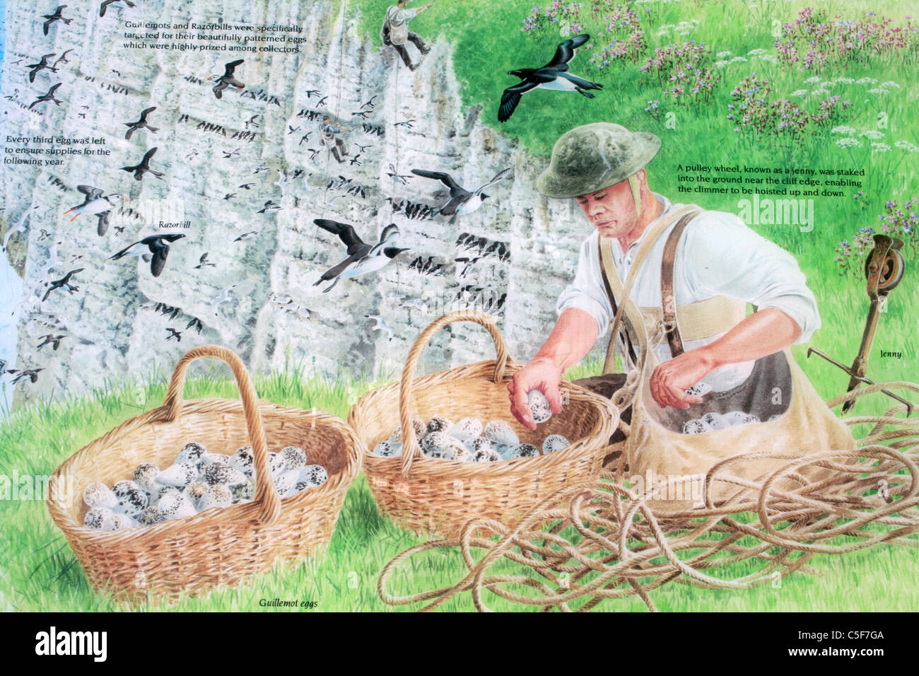 Information Board Showing a Climmer Collecting Seabird Eggs From Bempton Cliffs, UK Stock Photo