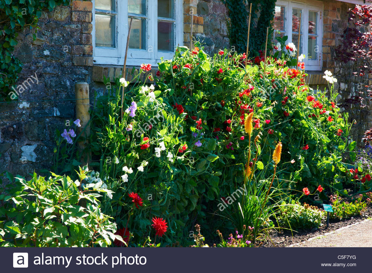Sweet Peas Lathyrus Odoratus In A Cottage Garden Stock Photo