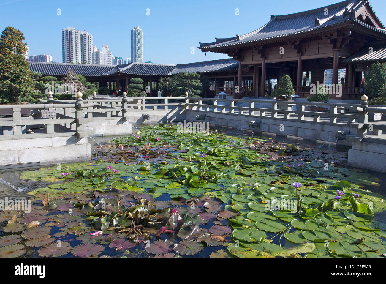 Lotus pond in front of Chi Lin Nunnery, Hong Kong Stock Photo