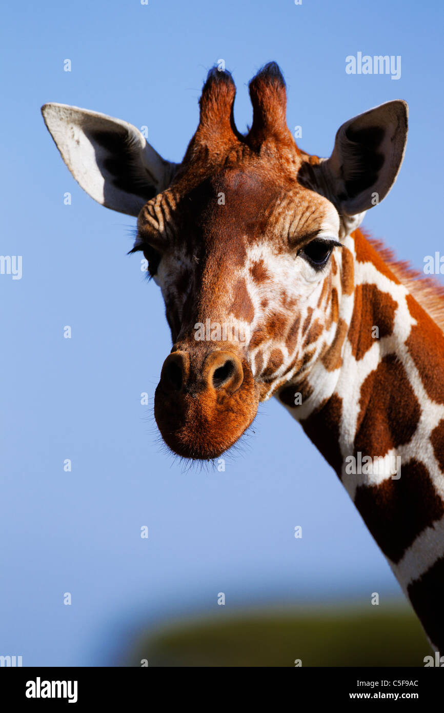 Pattern variation of the reticulated giraffe from north-east Africa North East Africa Stock Photo