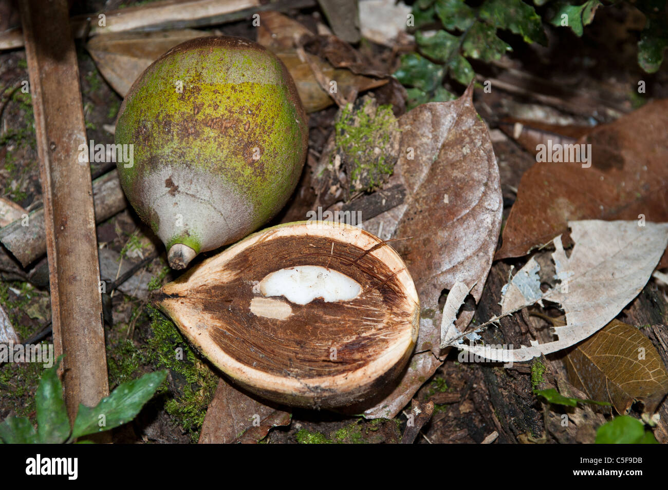 Aldeia Baú, Para State, Brazil. Babassu nuts cut open to show the kernel. Stock Photo