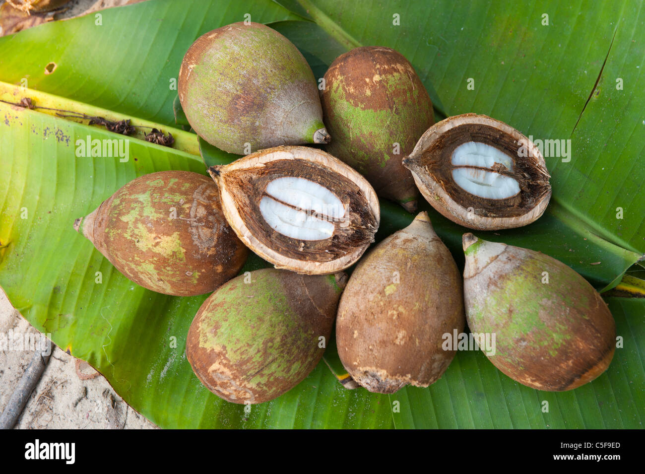 Aldeia Baú, Para State, Brazil. Babassu nuts cut open to show the kernel. Stock Photo