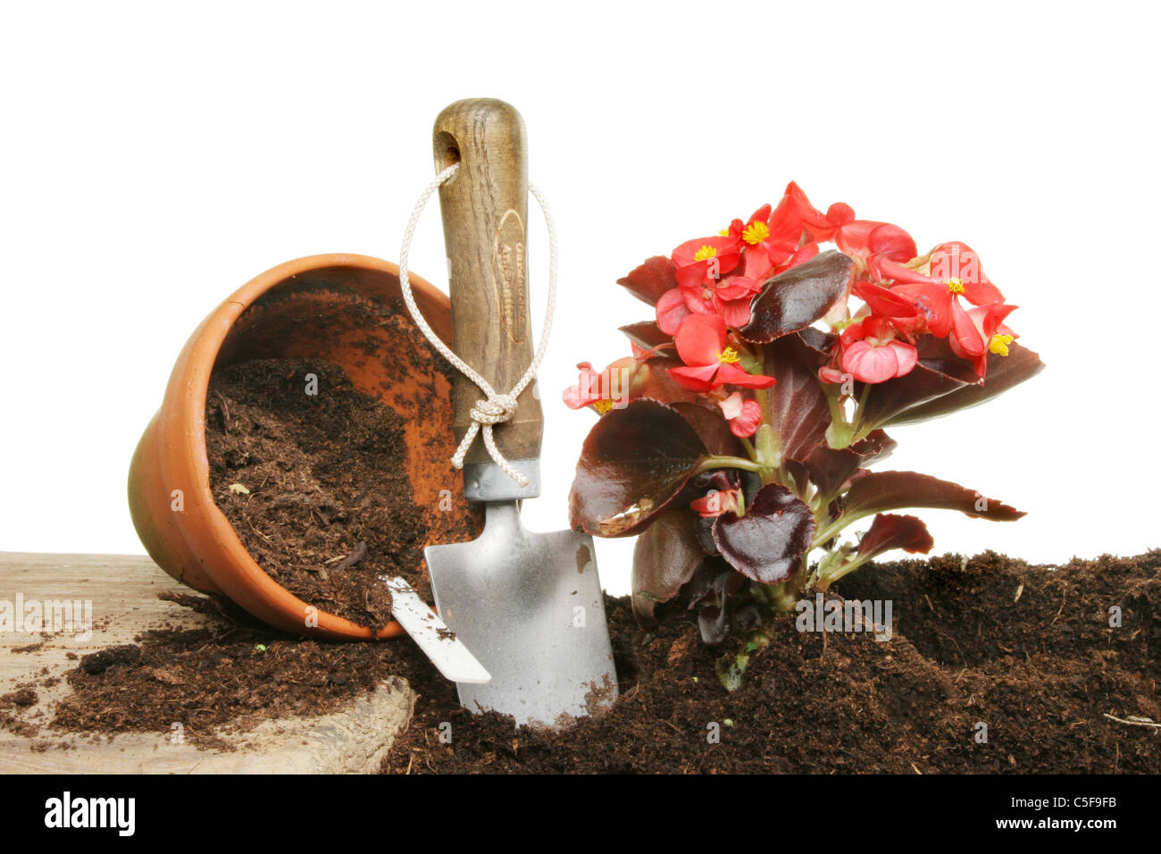 Planting a begonia Summer bedding plant from a pot to the soil Stock Photo