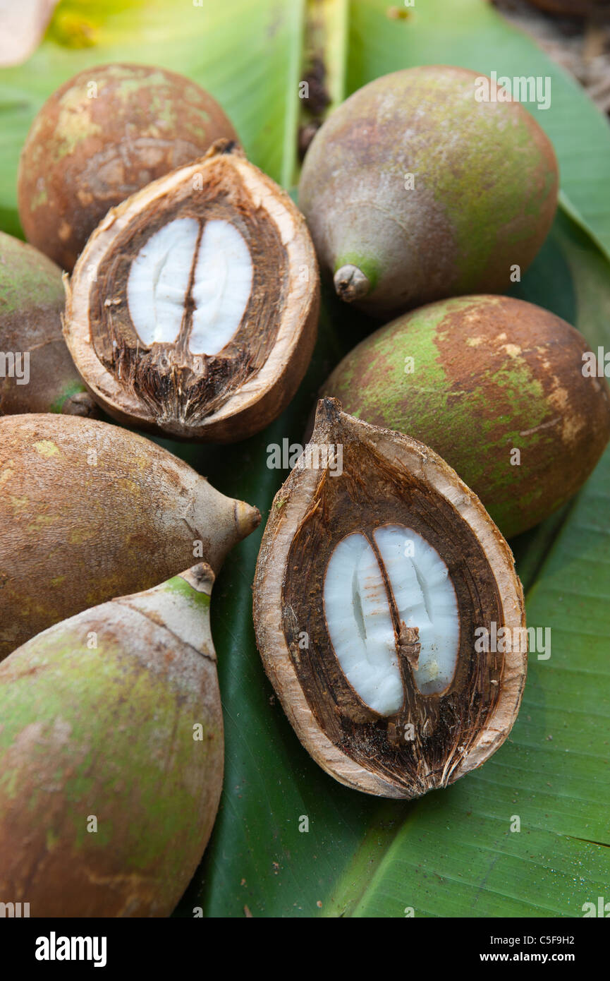Rainforest Babassu nuts cut open to show the kernel Stock Photo Alamy