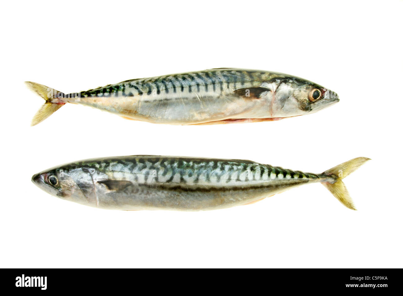 Two fresh mackerel fish head to tail isolated against white Stock Photo