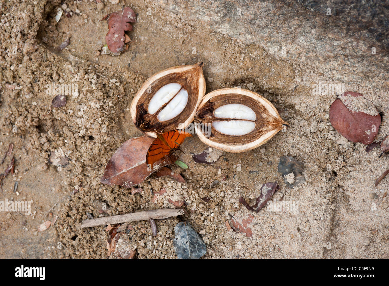 Aldeia Baú, Para State, Brazil. Babassu nuts cut open to show the ...