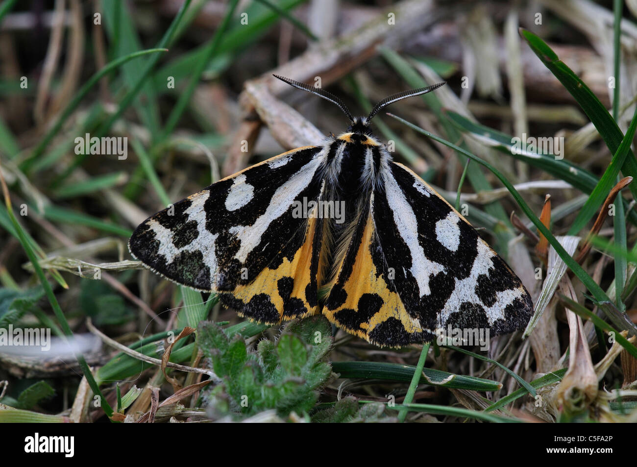 A wood tiger moth at rest on grass UK Stock Photo Alamy