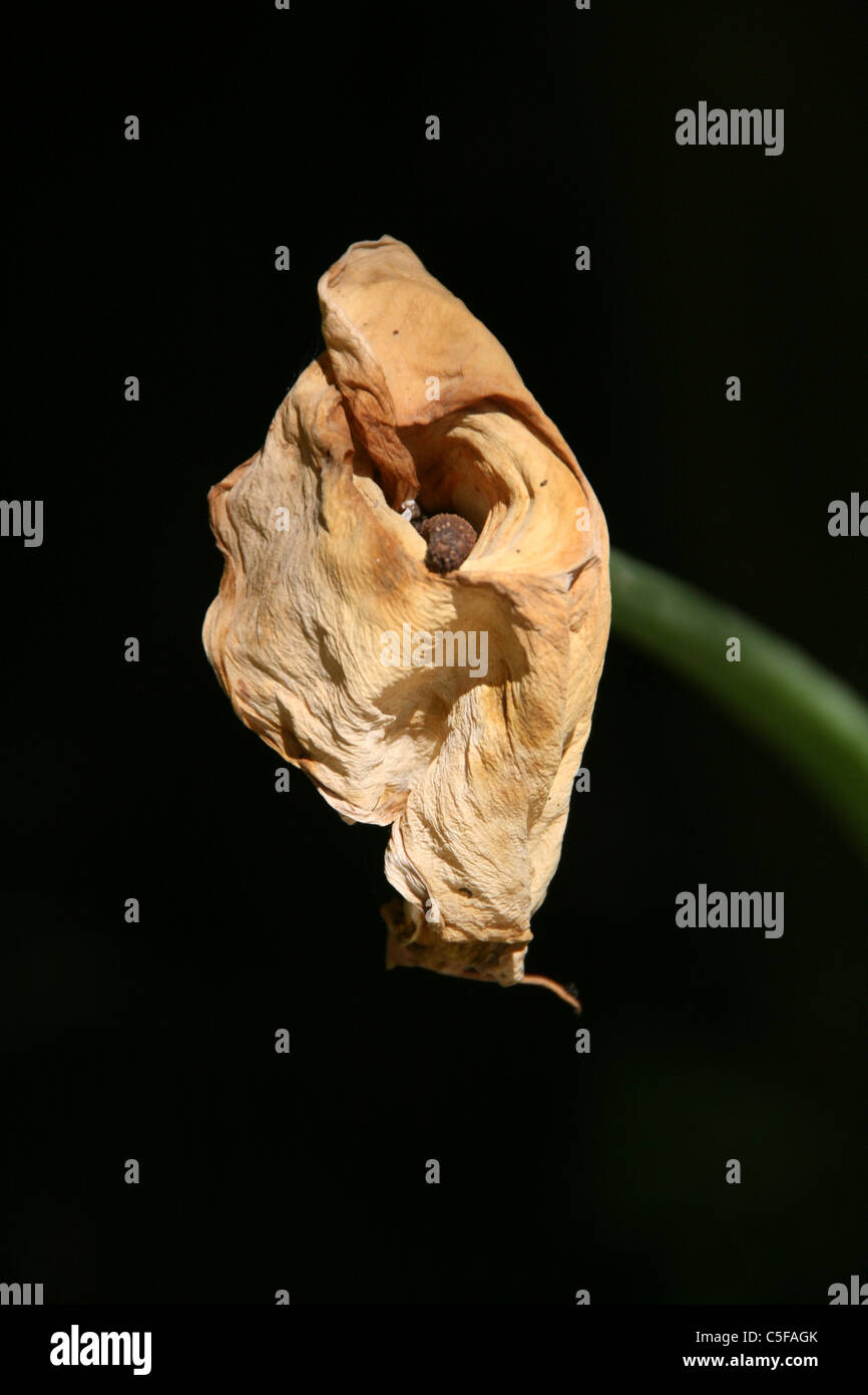 one old dying lily flower with shadow on garden Stock Photo Alamy