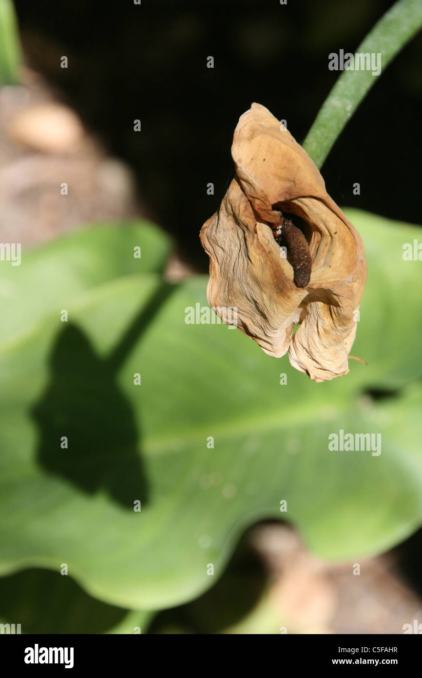 one old dying lily flower with shadow on garden Stock Photo Alamy