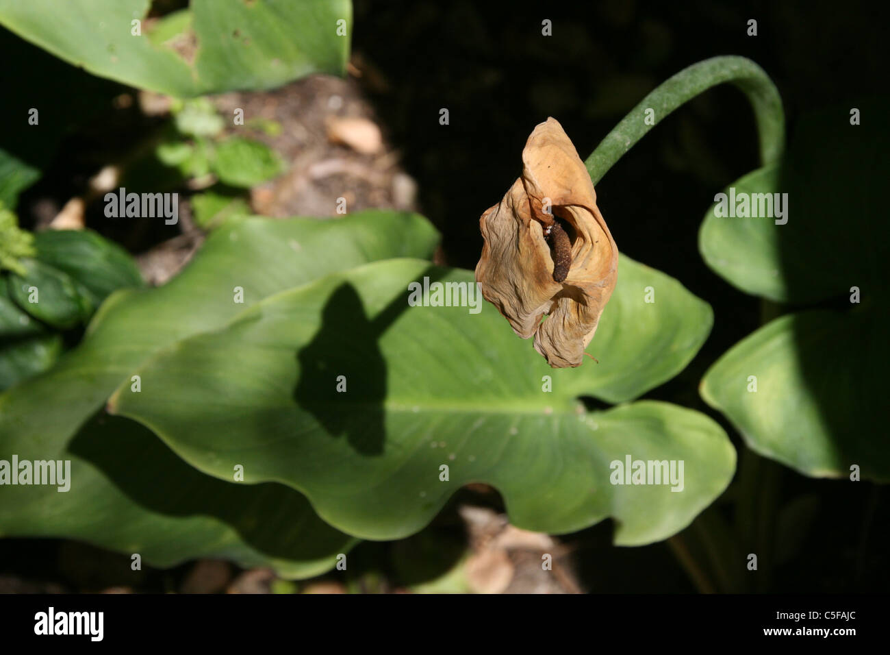 one old dying lily flower with shadow on garden Stock Photo Alamy