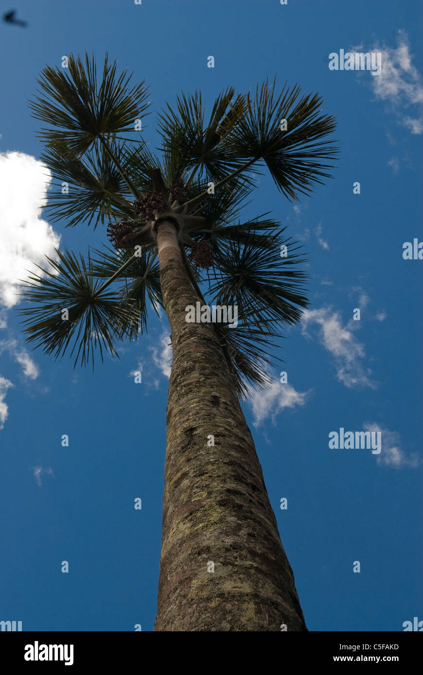 Chapada dos Veadeiros, Brazil. Babassu palm tree (Orbignya speciosa, Attralea speciosa). Stock Photo