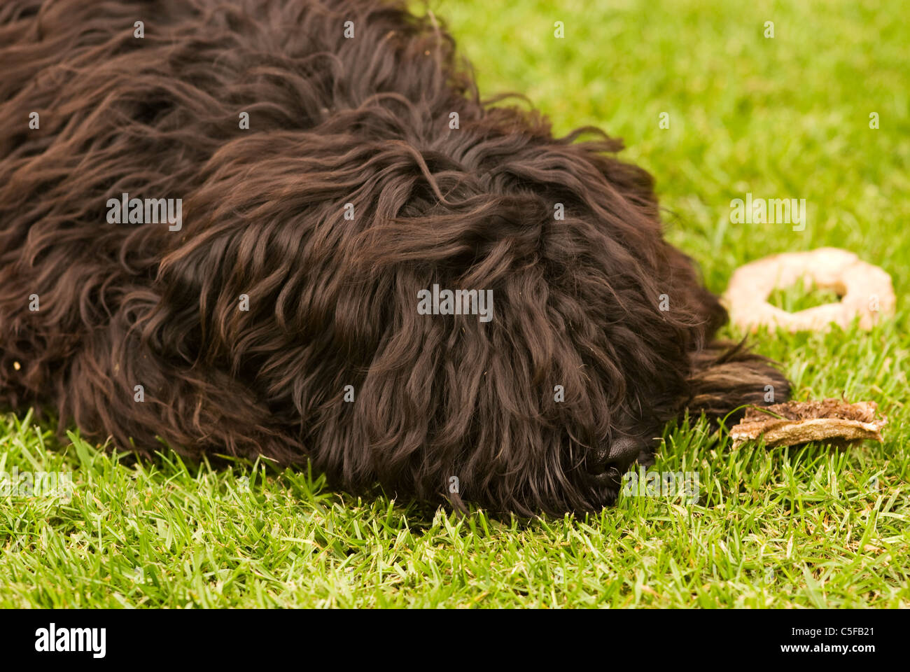 A cross between a King Charles Spaniel and a Puli Stock Photo