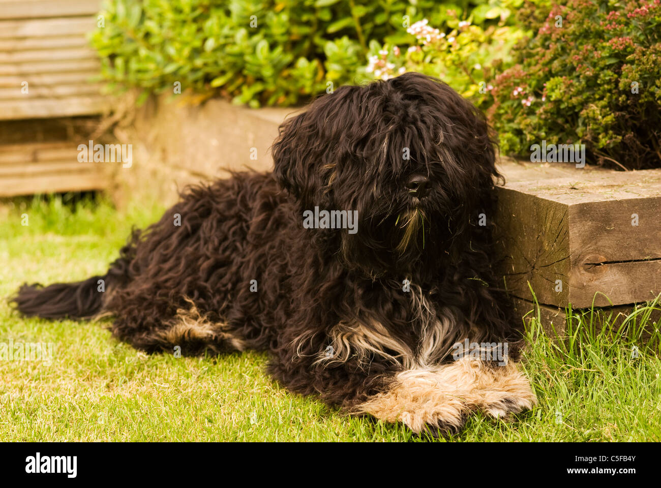 A cross between a King Charles Spaniel and a Hungarian Puli Stock Photo