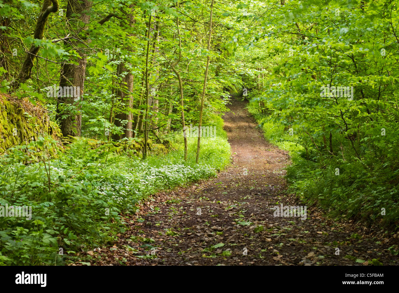 Path through Langley Wood on the John Martin trail near the town of Haydon Bridge, Northumberland, England Stock Photo