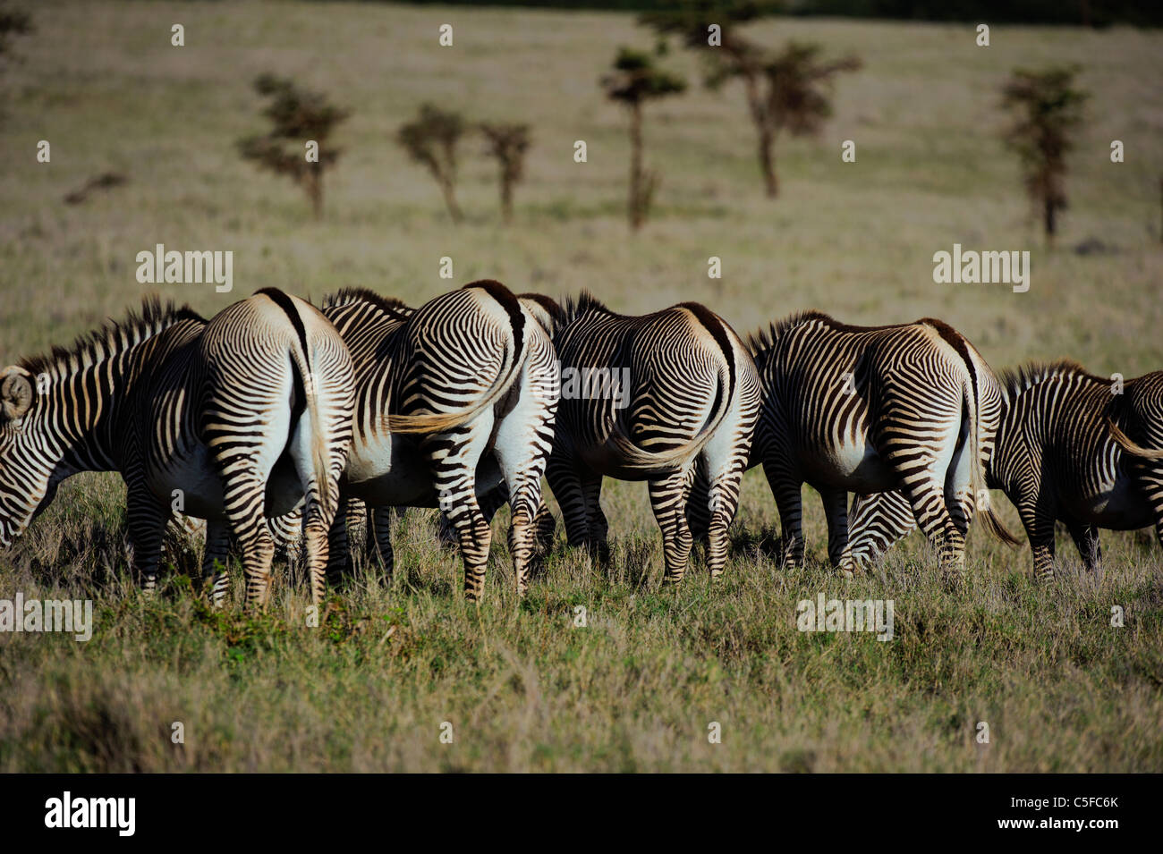 Grevy's zebra (Equus grevyi). Kenya Stock Photo