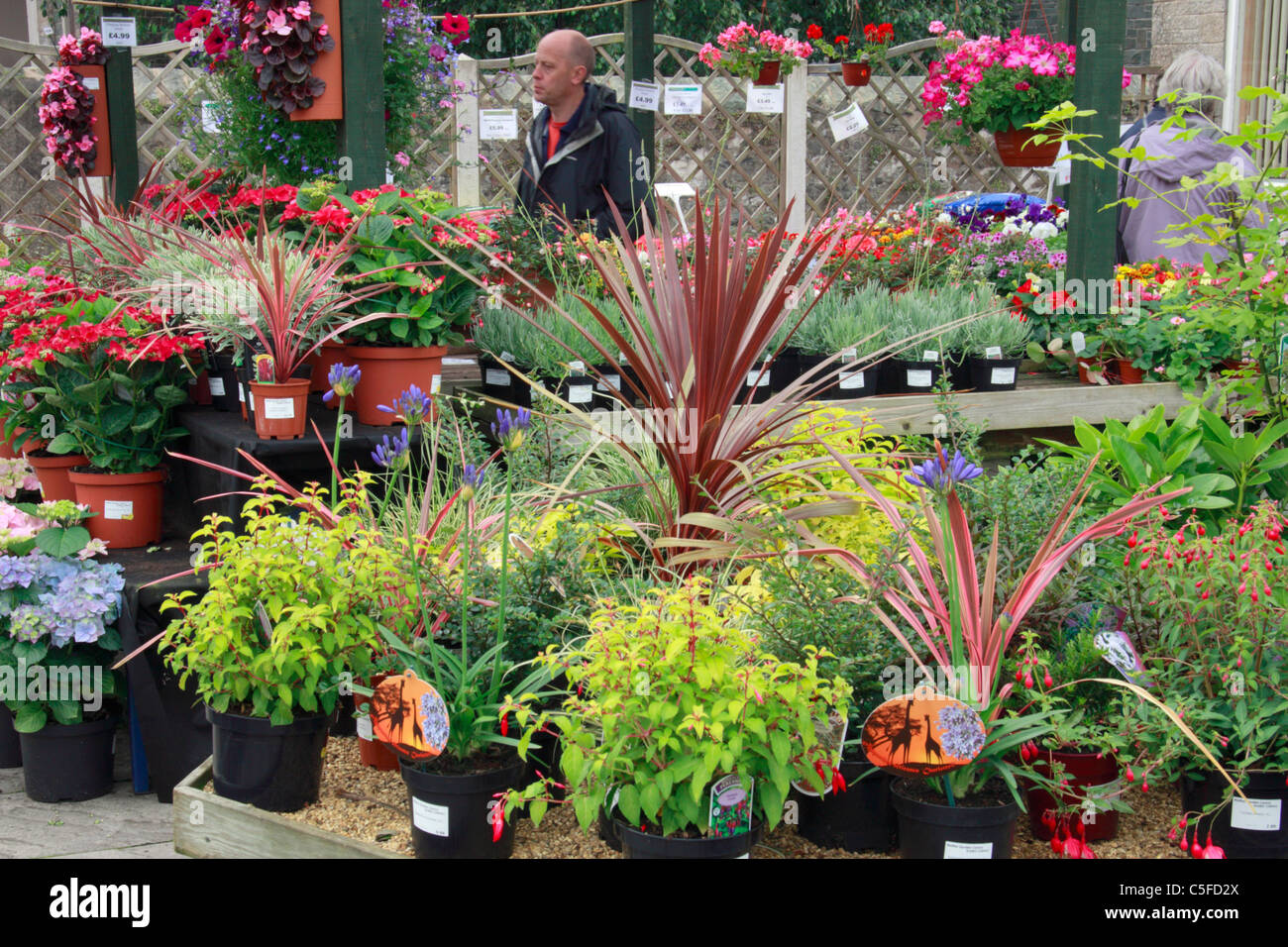 Plants for sale in garden centre in Moffat, Scotland Stock Photo Alamy