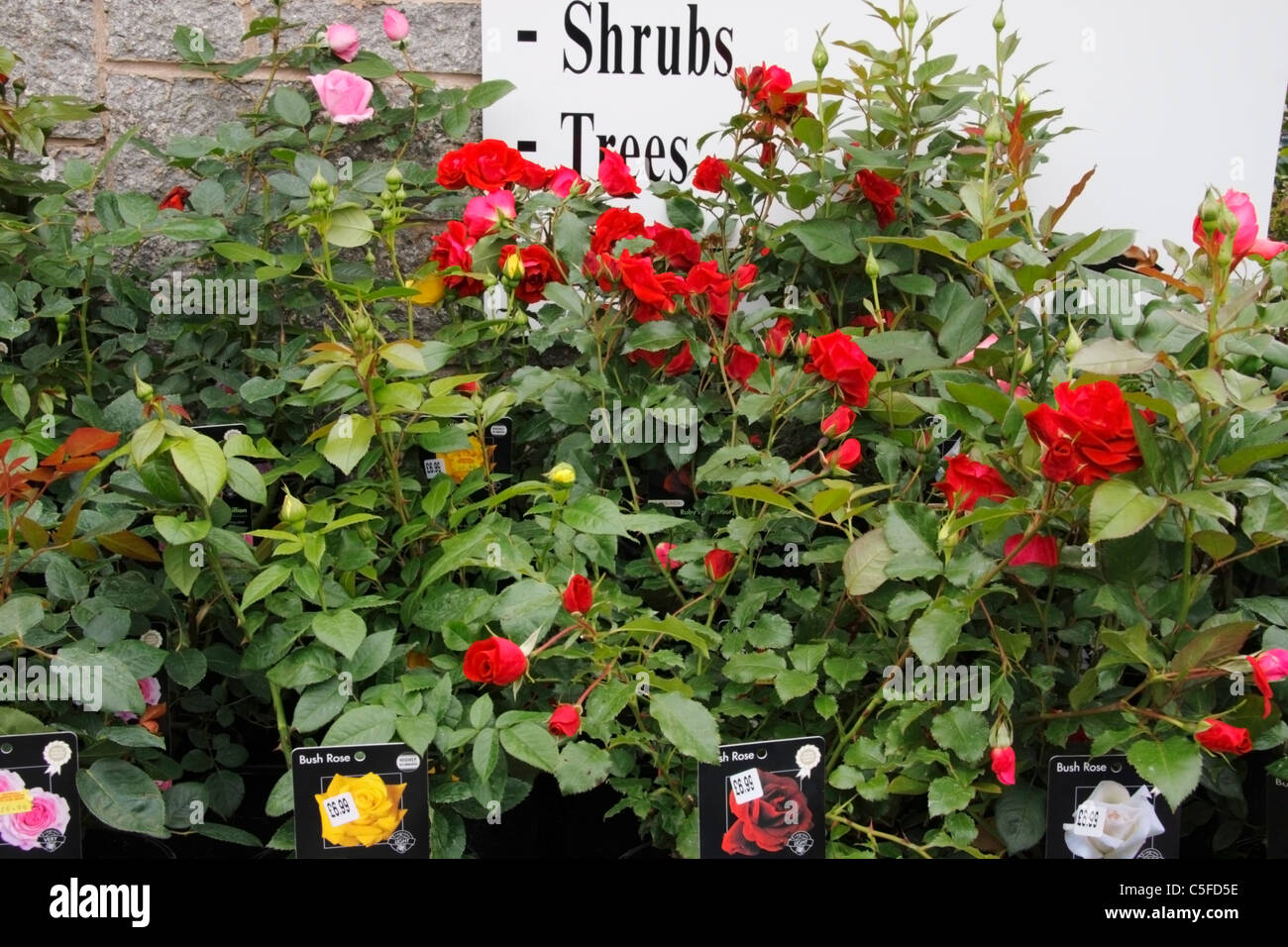 Rose Garden Centre Near Me Roses Epsom Ashtead Park Garden Centre