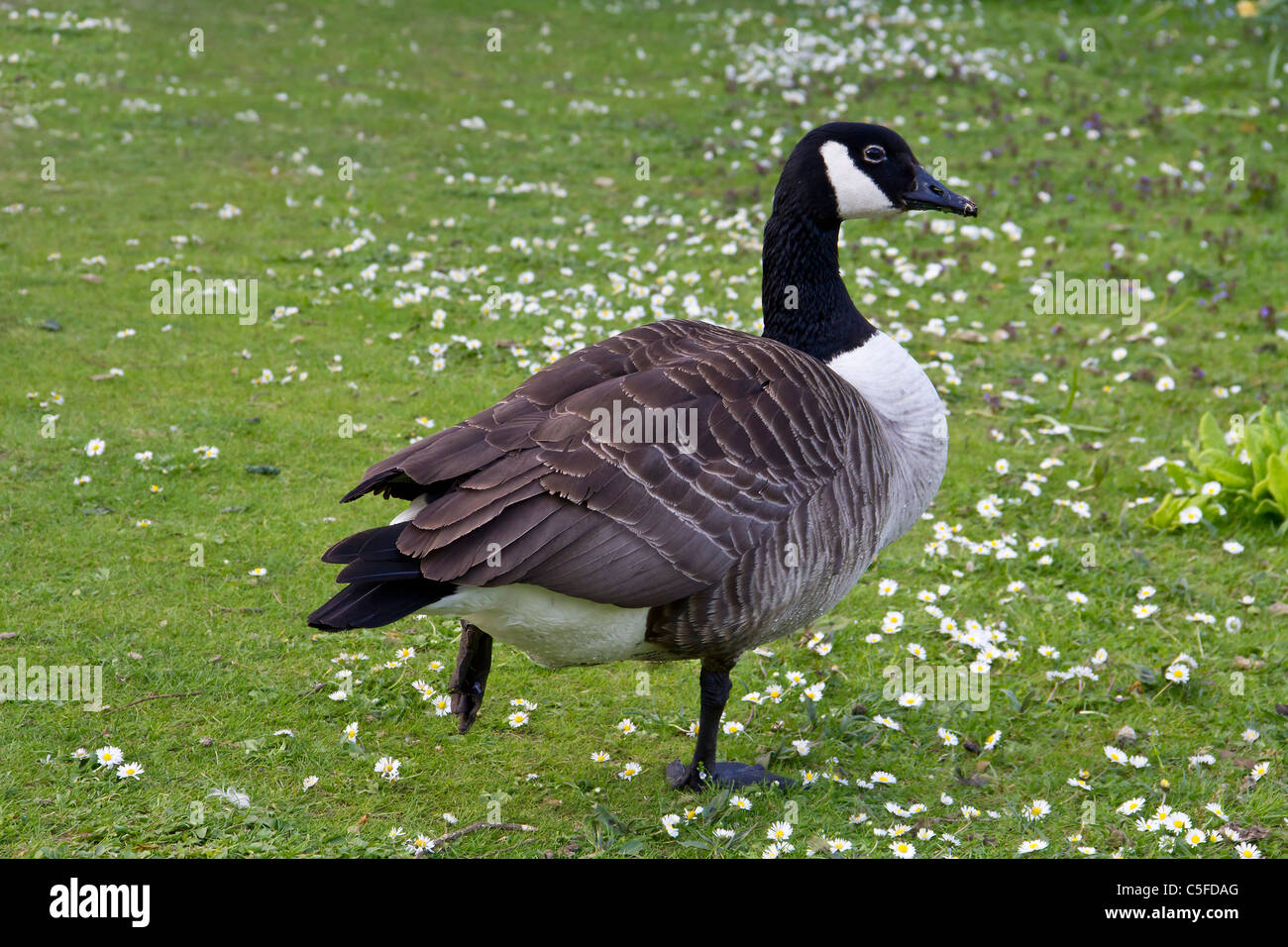 Canada goose bird hires stock photography and images Alamy